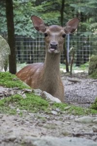 biche-1